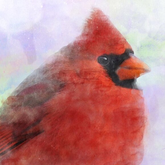 20x30 Chubby Northern Red Cardinal Watercolor Illustration Art Painting Poster - Picture 5 of 6
